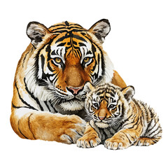 watercolor of A Mother Tiger With Her Kid, vector high quality, isolated on a white background.