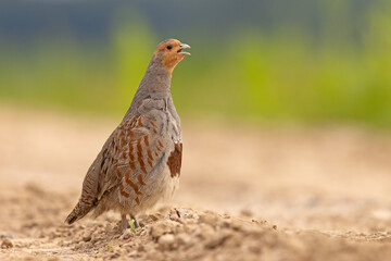 Kuropatwa (Perdix perdix)