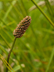 Close-up view of a flowering plant against a green backdrop in a natural setting during daylight