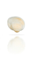 Seashell isolated on white background with soft reflection in water. Natural marine element perfect for beach, summer, or coastal-themed designs.