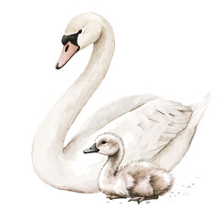 A Mother Swan With Her Kid, watercolor vector, high quality, isolated on a white background.