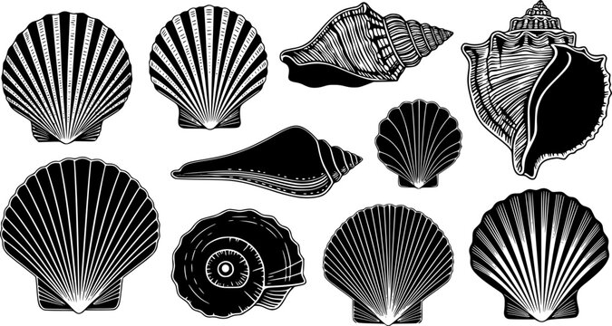 set vector various Seashell silhouettes

