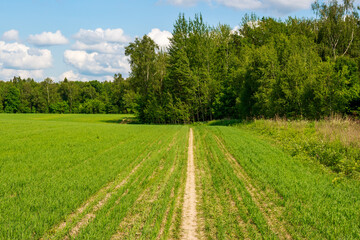 Seedlings on a green agricultural field bordering a forest