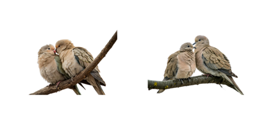 Lovebirds pairing on branch forest wildlife natural. Cut out png set