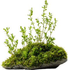 Fototapeta premium moss plant,green moss 