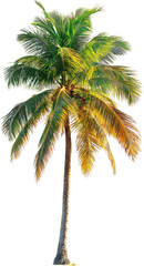 coconut tree