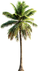 coconut tree
