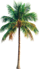 coconut tree