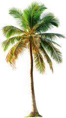 coconut tree