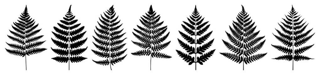 Naklejka premium PNG Silhouette ferns pattern design, element set on transparent background