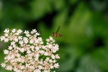 Hover fly flying to a flower.