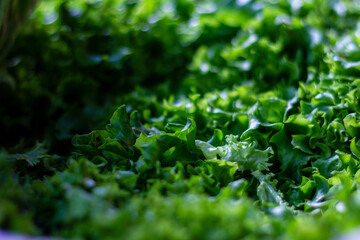 Fresh Green Lettuce Leaves Arranged Together in Vibrant Display at a Local Market