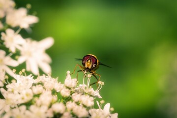 Small hover fly with red eyes.