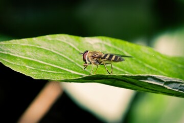 Hover fly resting on a leaf.