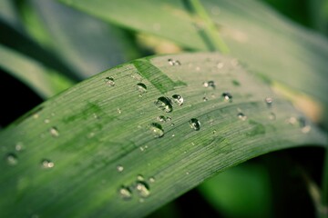 Rain droplets on a leaf close up.