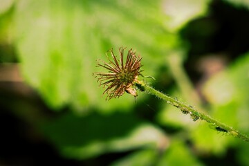 Prickly flower close up.