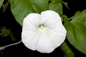 Obraz premium Large white flower.