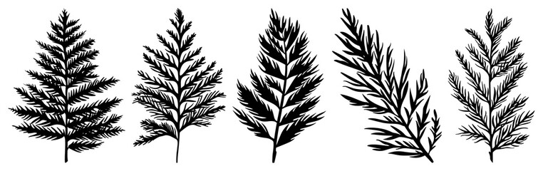 PNG Detailed black fern silhouettes, element set on transparent background