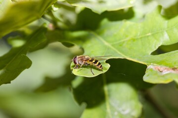 Hover fly sitting on a green leaf.