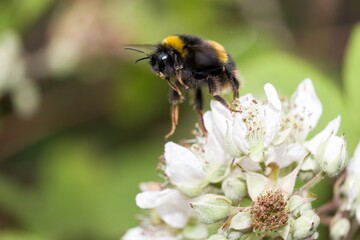 Bee flying from a flower.