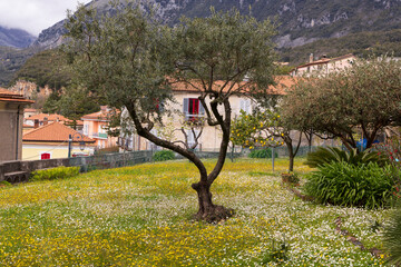 Italy, Basilicata, Maratea. Olive and lemon trees in flowery lawn.