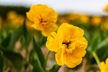 Obraz premium Bright Yellow Tulips Bloom in a Vibrant Field During Springtime, Showcasing Nature's Beauty and Warmth in Full Sun