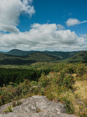 Naklejka premium Scenic Mountain Landscape with Lush Green Hills, Wildflowers, Rock Outcrop, Dense Forest, and Blue Sky with Clouds — Summer Nature View in Appalachian Mountains