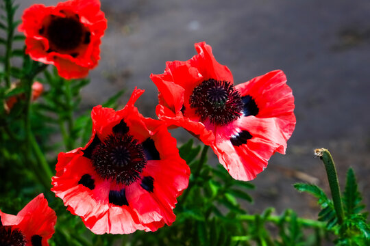 Bright red poppy flowers bloom in a garden during sunny afternoon
