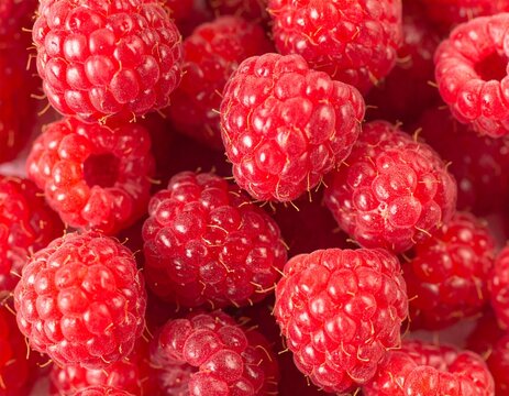 raspberry fruit background