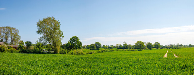 Green wheat field growing in spring with track and farmhouse in background