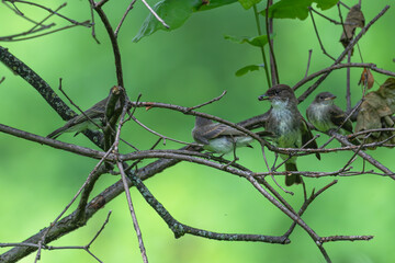 Acadian flycatcher perched on a tree feeding its fledglings.