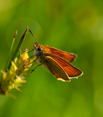 Karłątek leśny - Thymelicus sylvestris