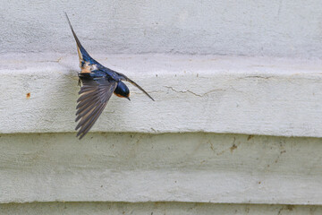Barn swallow takes off from a ledge.