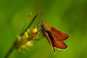 Karłątek leśny - Thymelicus sylvestris