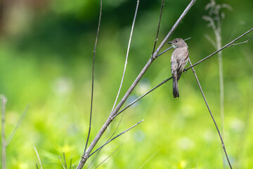 Eastern phoebe perched on a branch.