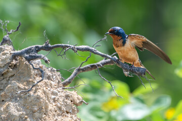 Closeup of a barn swallow preparing to take off from a branch.