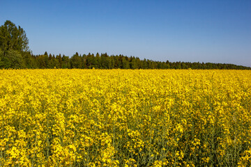 Field of blooming rapeseed, yellow agricultural plant