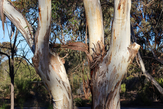 eucalyptus tree trunks in dappled morning sunlight in australian bushland