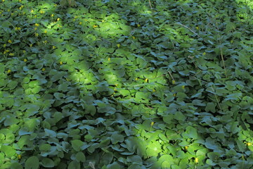 green leaves in the garden