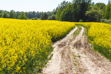 A scenic dirt road winding through fields of blooming yellow canola