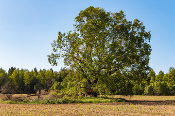 Large old spreading oak tree growing in the middle of an arable field
