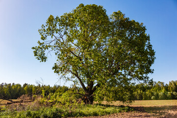 Large old spreading oak tree growing in the middle of an arable field