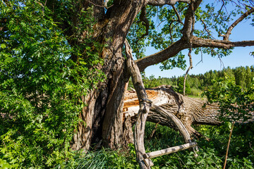Old two-hundred-year-old oak with a broken branch