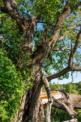Old two-hundred-year-old oak with a broken branch