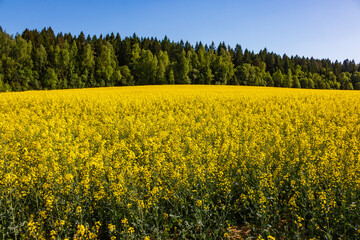 A colorful rapeseed field stretching all the way to the forest