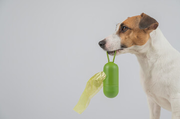 Jack Russell Terrier dog holding container with dog waste bag. 