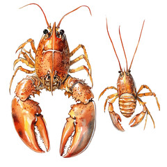 A Mother Lobster With Her Kid, watercolor painting vector, high quality, isolated on a white background.