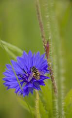 bee on a flower