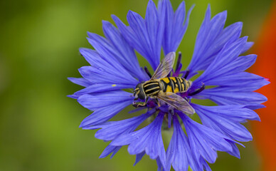bee on a flower