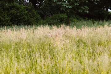 Beautiful view of steppe grass in the park.